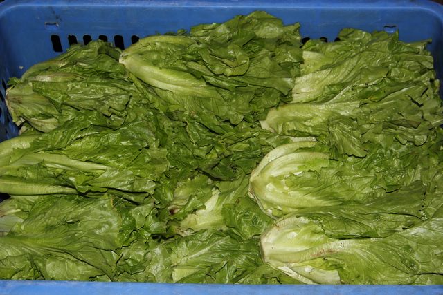 公司食堂净菜配送如何做到，公司食堂净菜配送