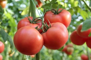 东莞蔬菜配送教你番茄采后怎么保鲜、配送？
