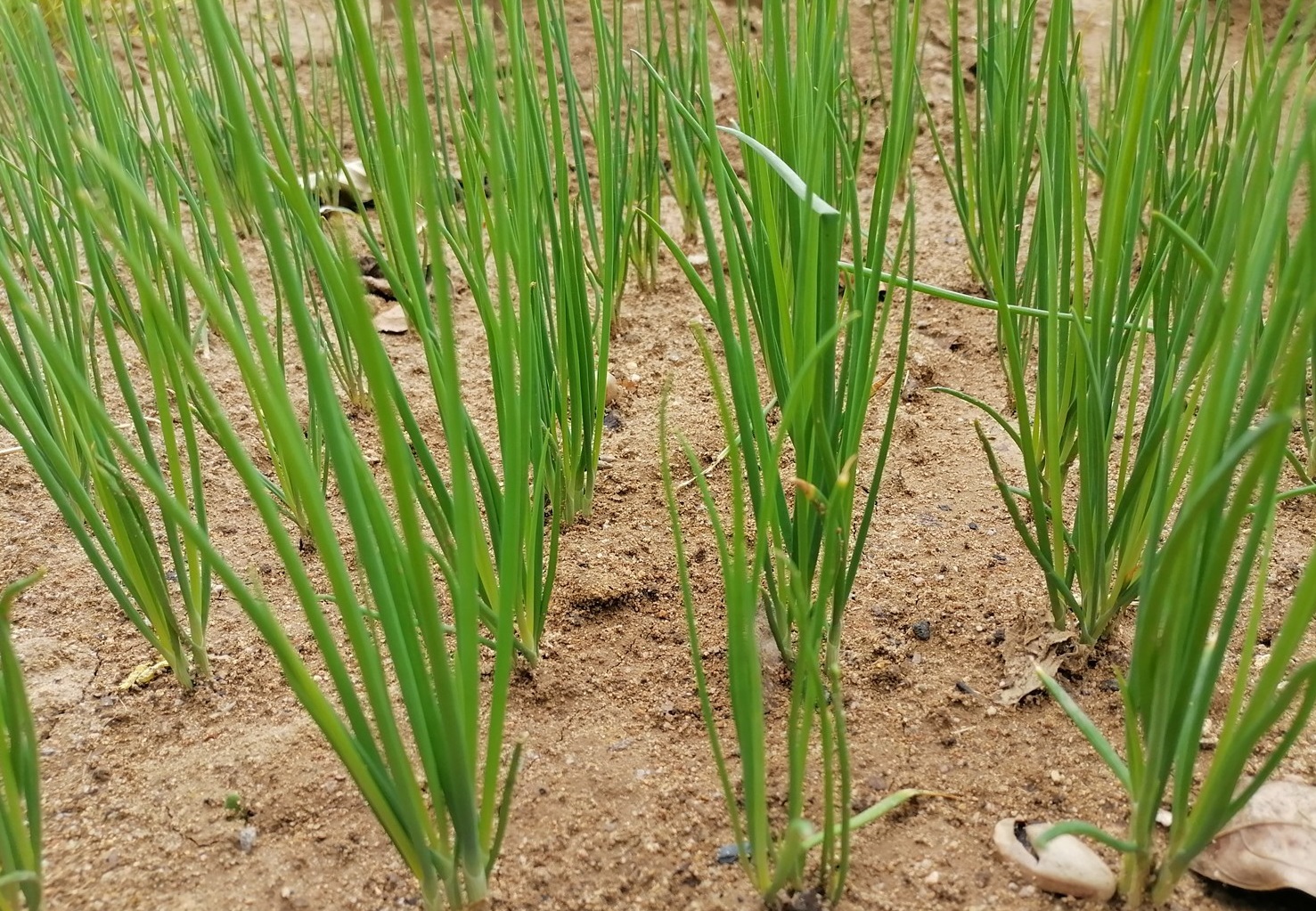 东莞长安蔬菜配送公司：夏季管理小香葱要注意些什么？