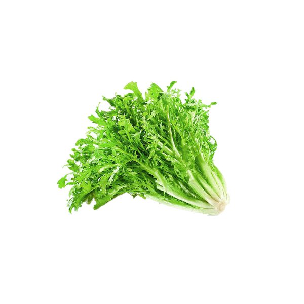 苦细叶生菜